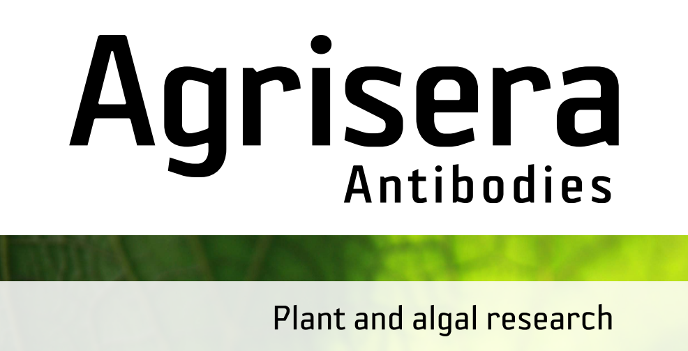 Agrisera MicroRNA相關(guān)研究植物蛋白抗體火熱促銷中！